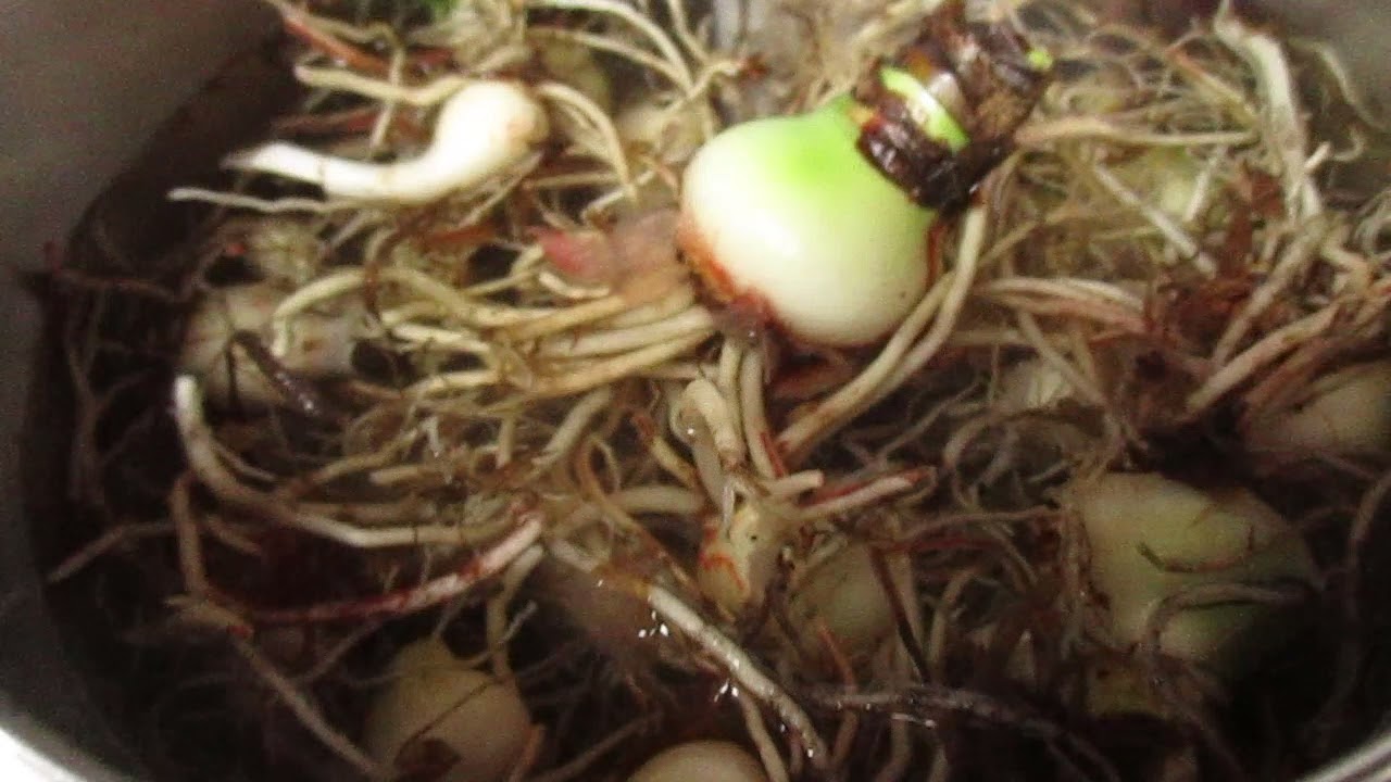 Treating Amaryllis (Hippeastrum) containing Red Blotch with hot water