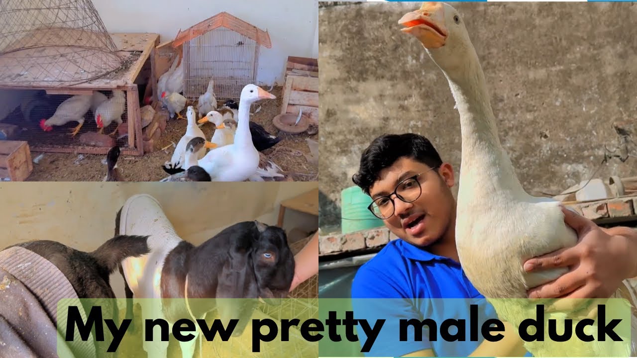 New Beautiful geese of my pets Setup|difference between geese and ducks #pets #ducks #animals #vlog 
