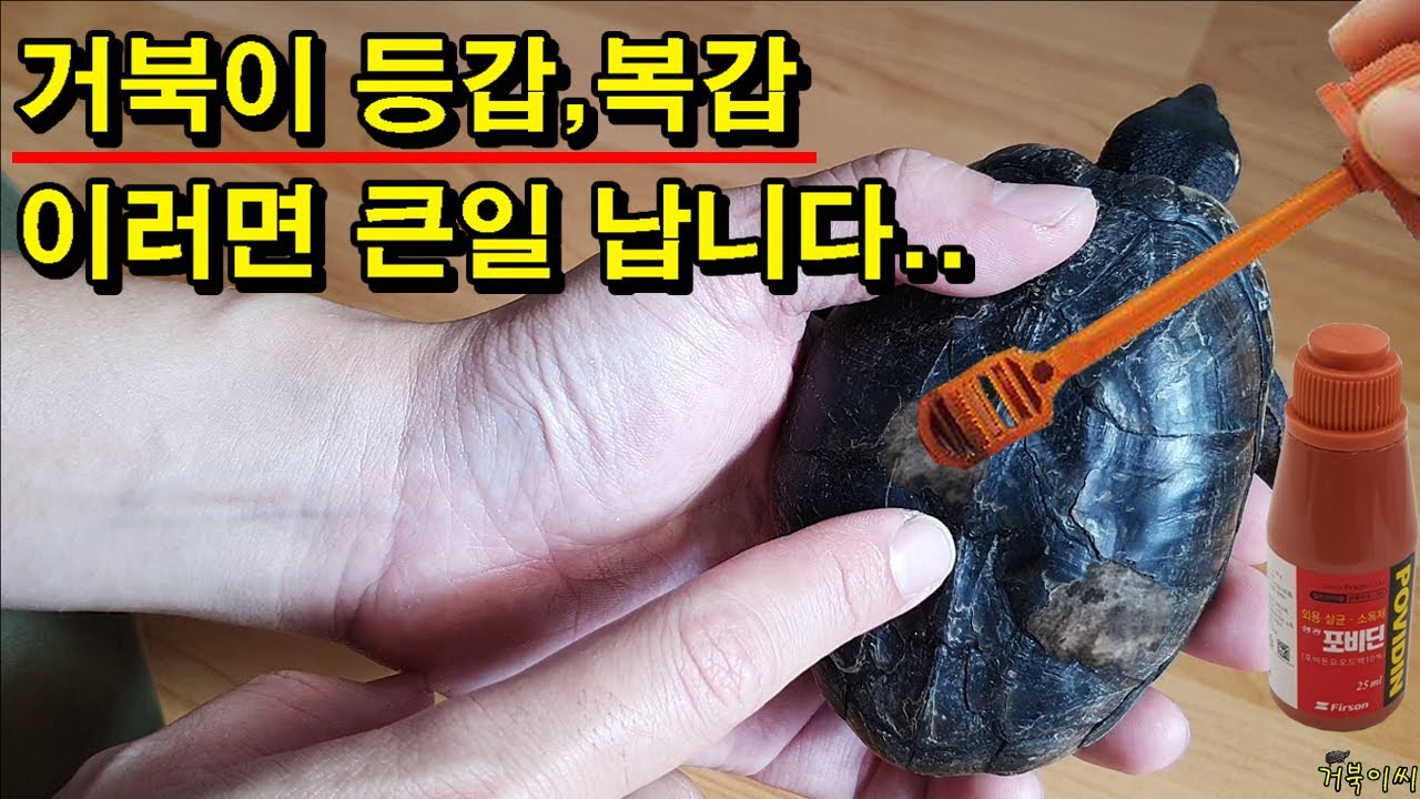 [#거북이씨​]  키우시는 거북이 등갑, 복갑은 괜찮나요!? 거북이가 아파합니다.