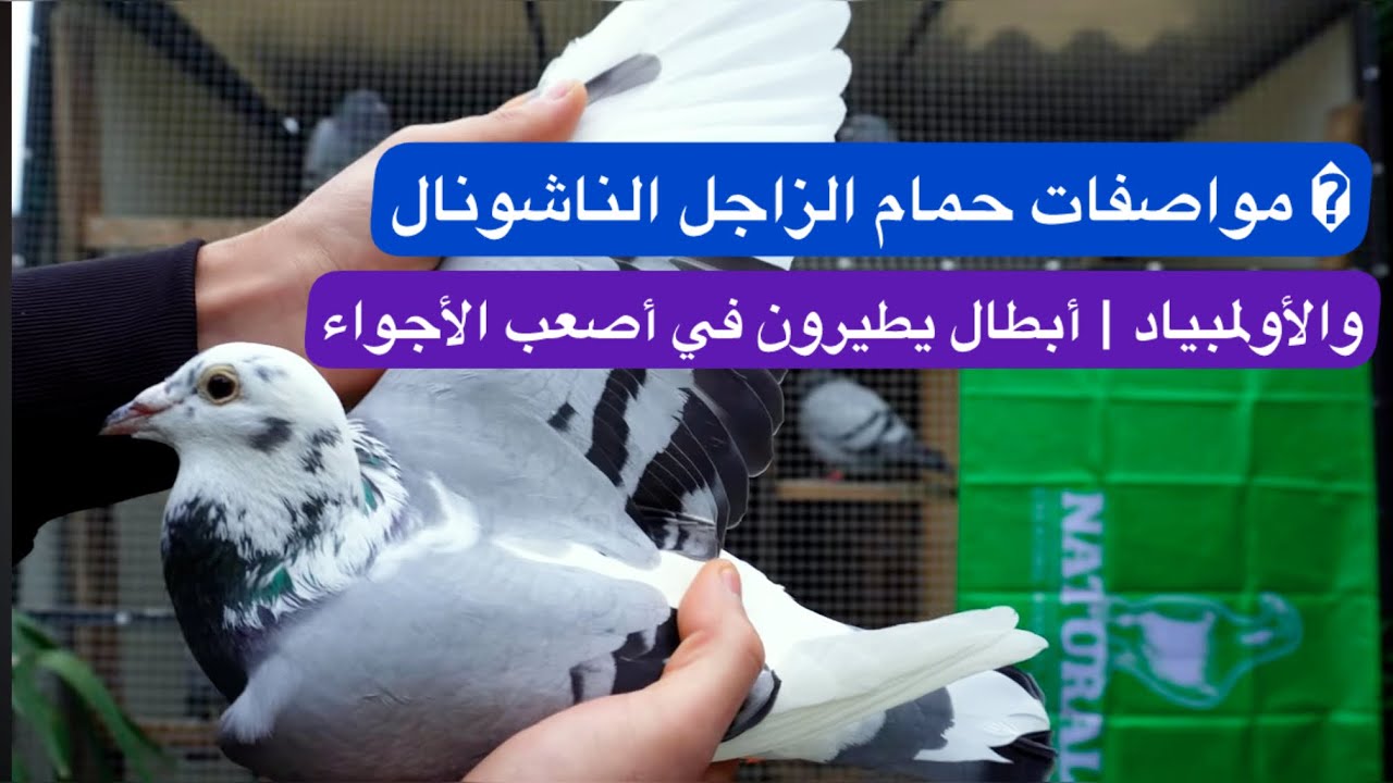 من هنا يبدأ البطل | مواصفات حمام الزاجل في أصعب الأجواء لوفت النخبة