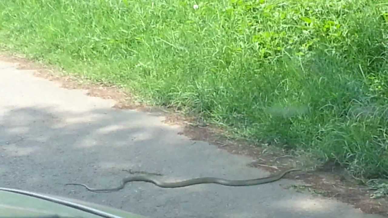 Black mamba sighting in Durban