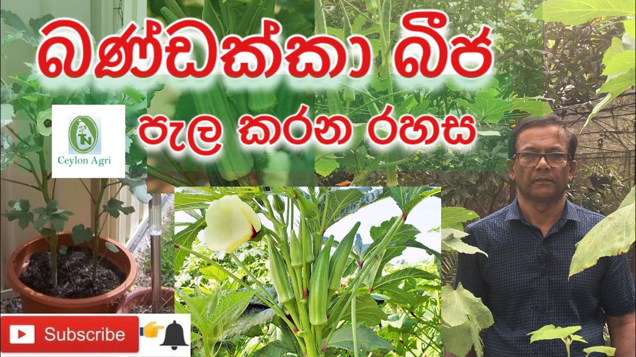 Okara |බණ්ඩක්කා බීජ පැල කර ගන්න රහස| Ceylon Agri| Episode 23