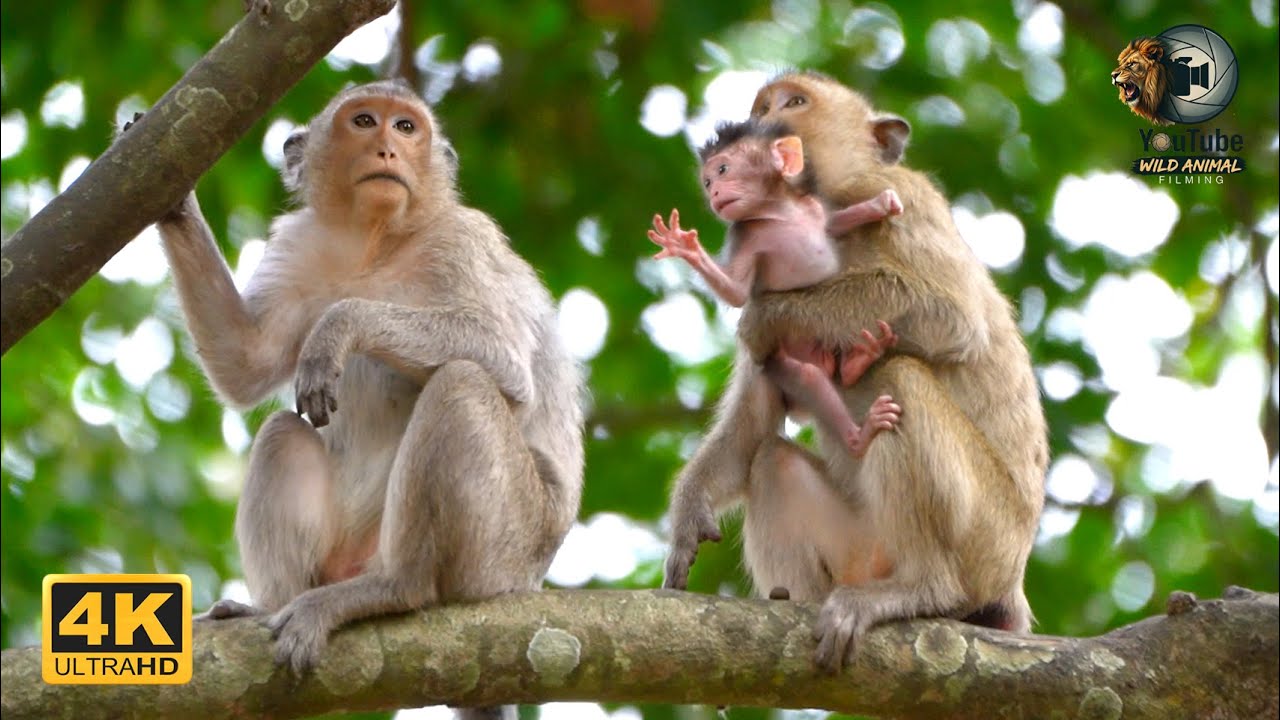 SAXON'S Friend Named BRITA Took Her Young Daughter And Ran Up A Tree | Full Documentary