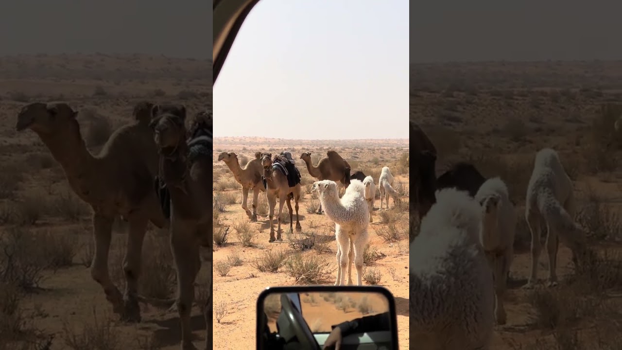 شديد البل ل النفود للكبير عذفاء 