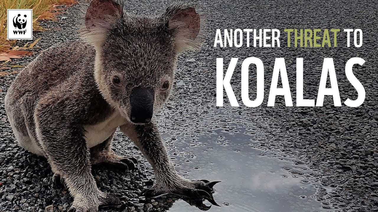 Another Threat to Koalas | WWF-Australia