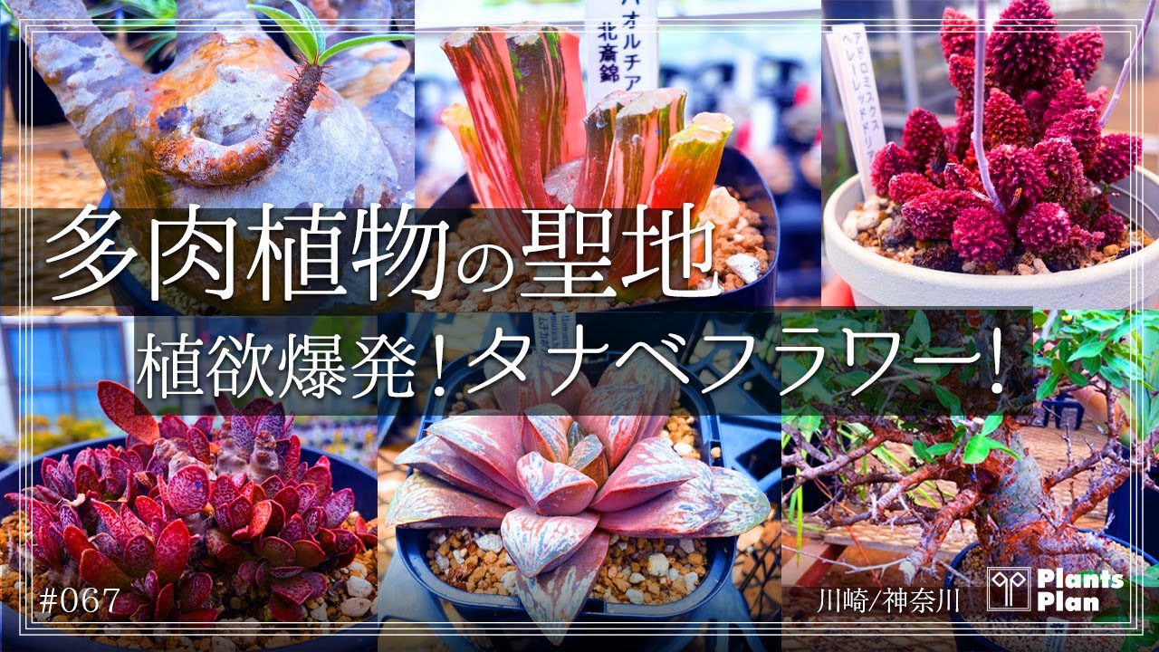 #067【植物店巡り】多肉植物好き必見の聖地!植欲爆発のタナベフラワー! (神奈川県 / 川崎市)
