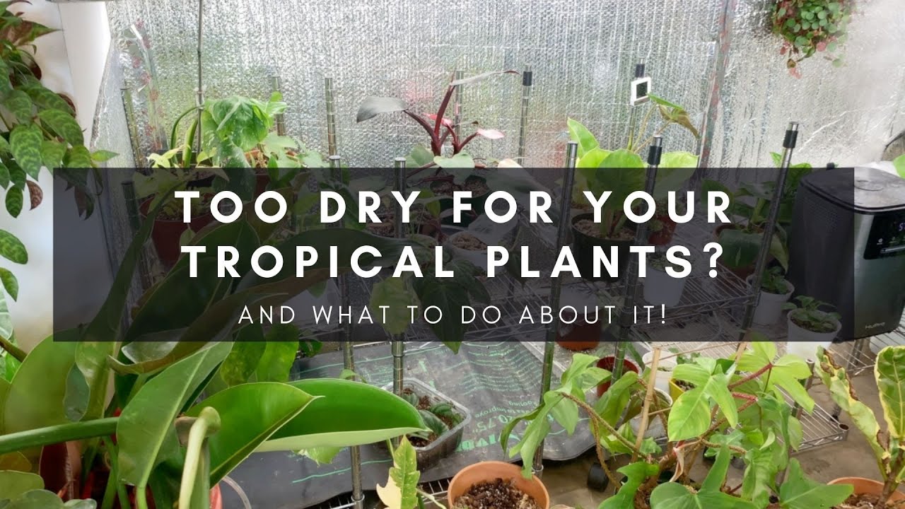 Growing Tropical Indoor Plants in Dry & Low Humidity | Humidifiers | Jumanji P3 | Ep 80