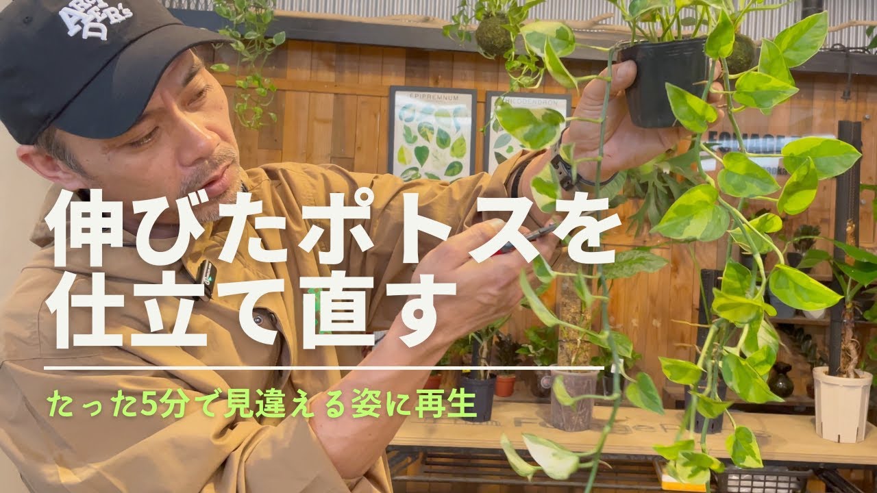 【ポトス】《ぐるぐる仕立て》ボリューム復活！！ビギナーでも超簡単にカッコ良く仕立てる方法