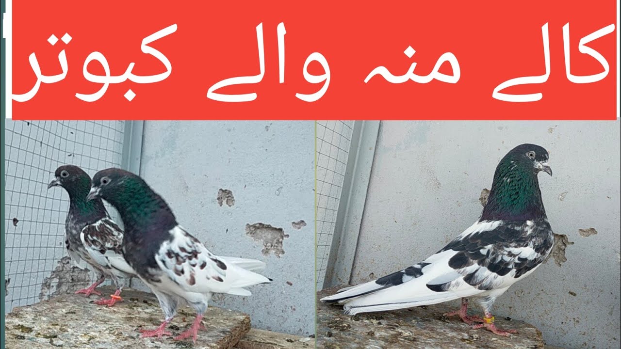 #sialkoti #golden #tedy #aliwalaykaboter #chatwalay #kalaymowalaykaboter #chohaykaboter #03086650737