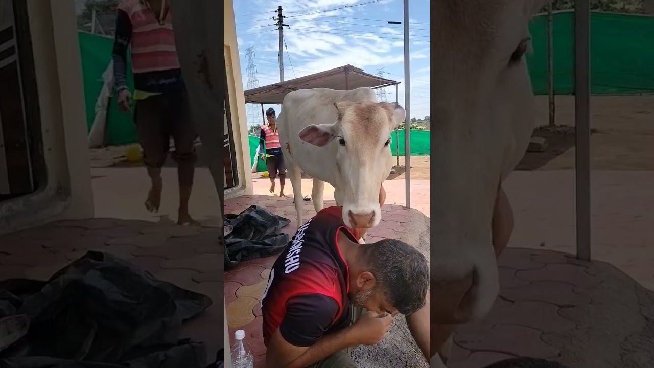 Love of Mother Cow 