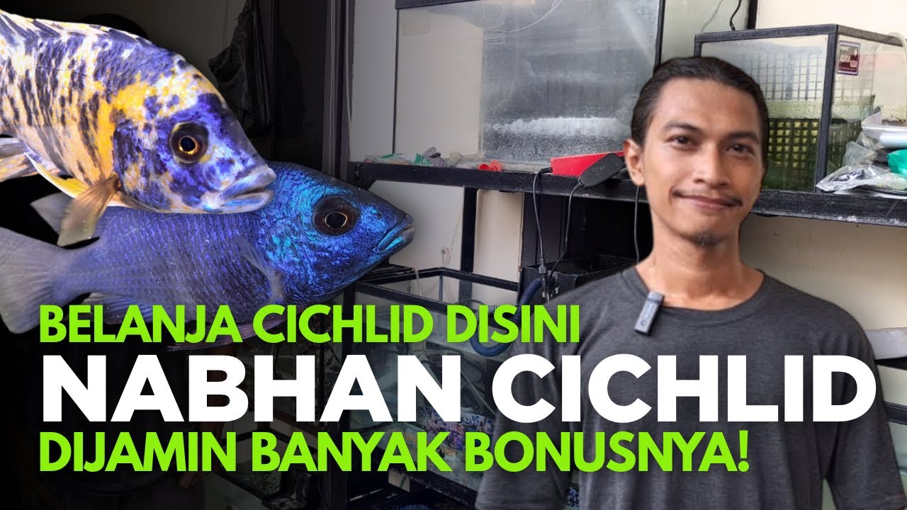 UPDATE TERBARU STOCK IKAN DI NABHAN CICHLID! BANYAK BONUSAN BELANJA DISINI BIKIN PEMBELI TERSENYUM😀🔥