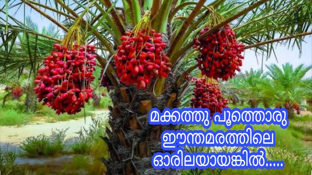 Makkath poothoru.....#makka related malayalam song