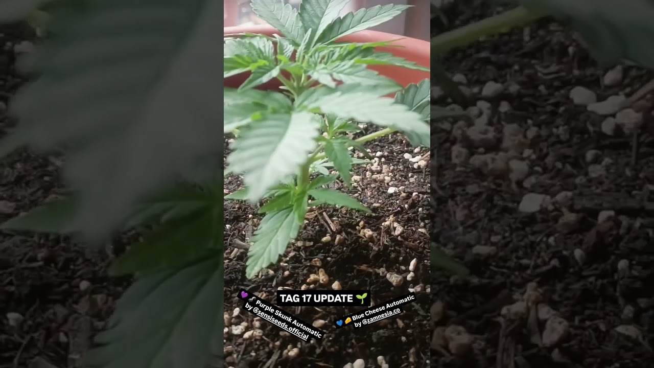 Tag 17 Update 💜🦨PURPLE SKUNK AUTOMATIC & BLUE CHEESE AUTOMATIC 💙🧀 #sensiseeds #zamnesia #growupdate