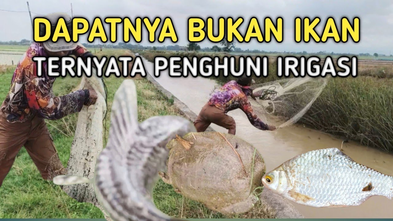 NIAT MENJALA IKAN ‼️KAGET PENGHUNI IRIGASI IKUT TERANGKAT