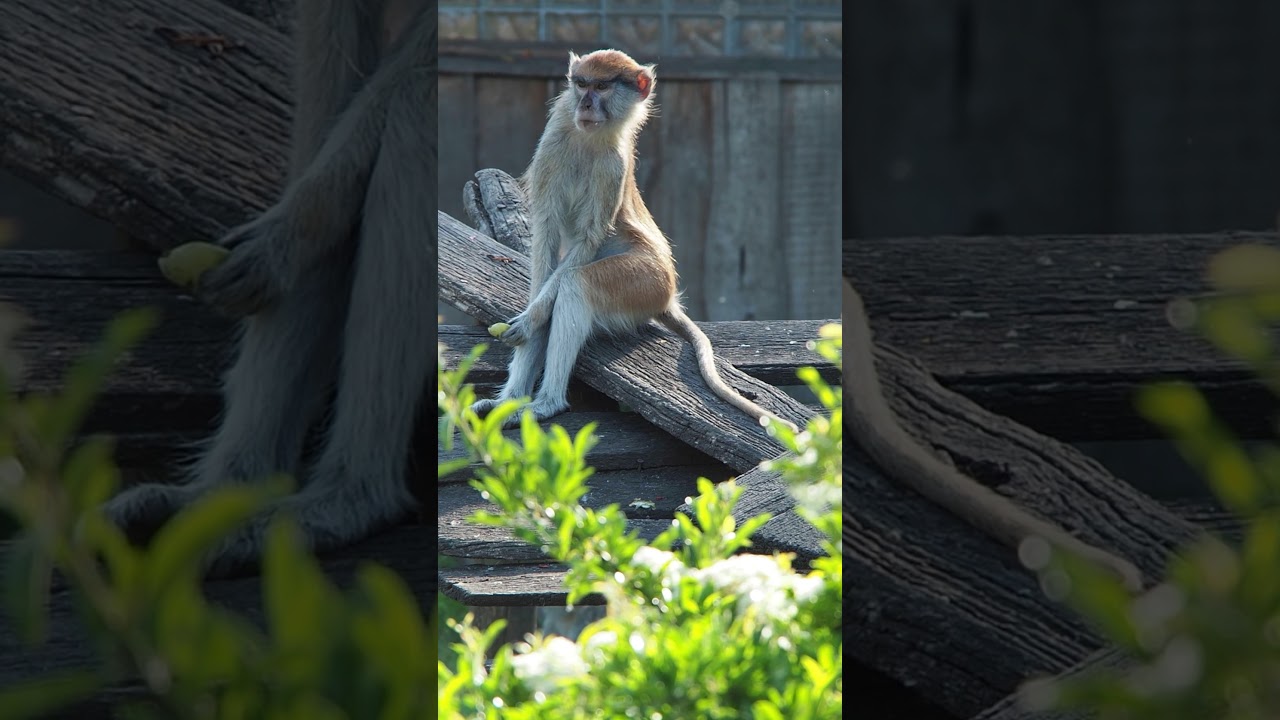 Funny Patas Monkey 