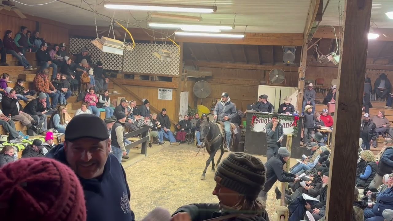 First Time to Smokey Lane Horse Auction!