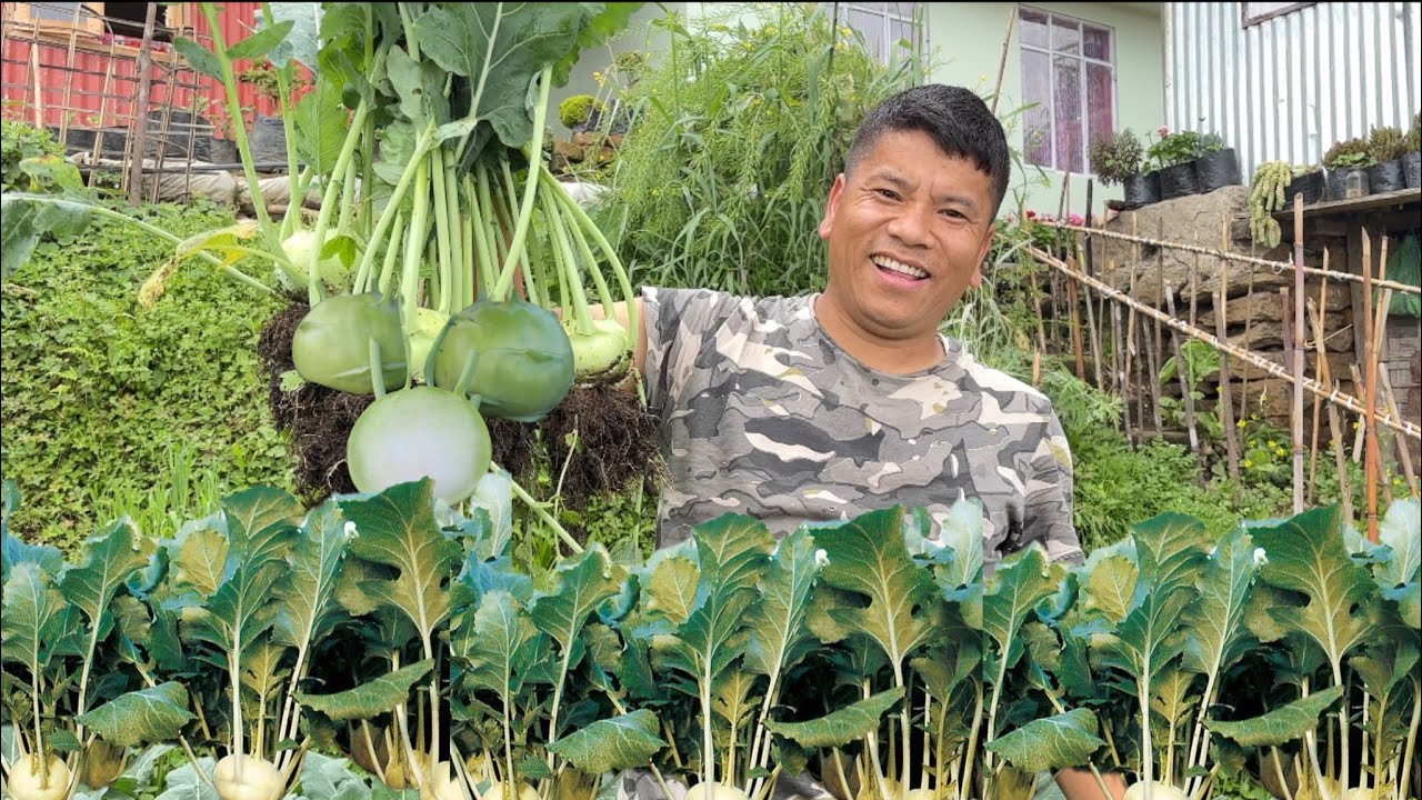 Rimbick Rural Village Life Daily Routine||Organic Farming And Harvesting||