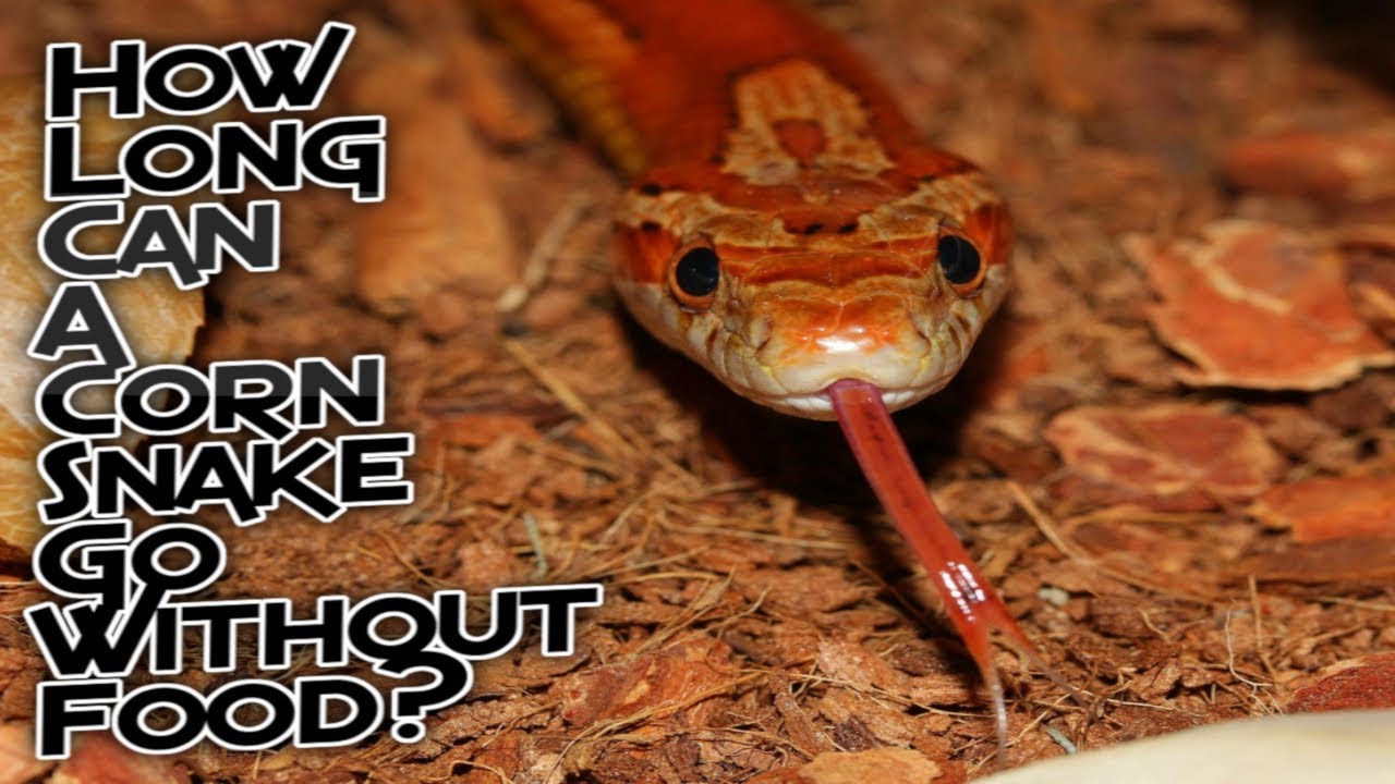 How Long Can A Corn Snake Go Without Food?