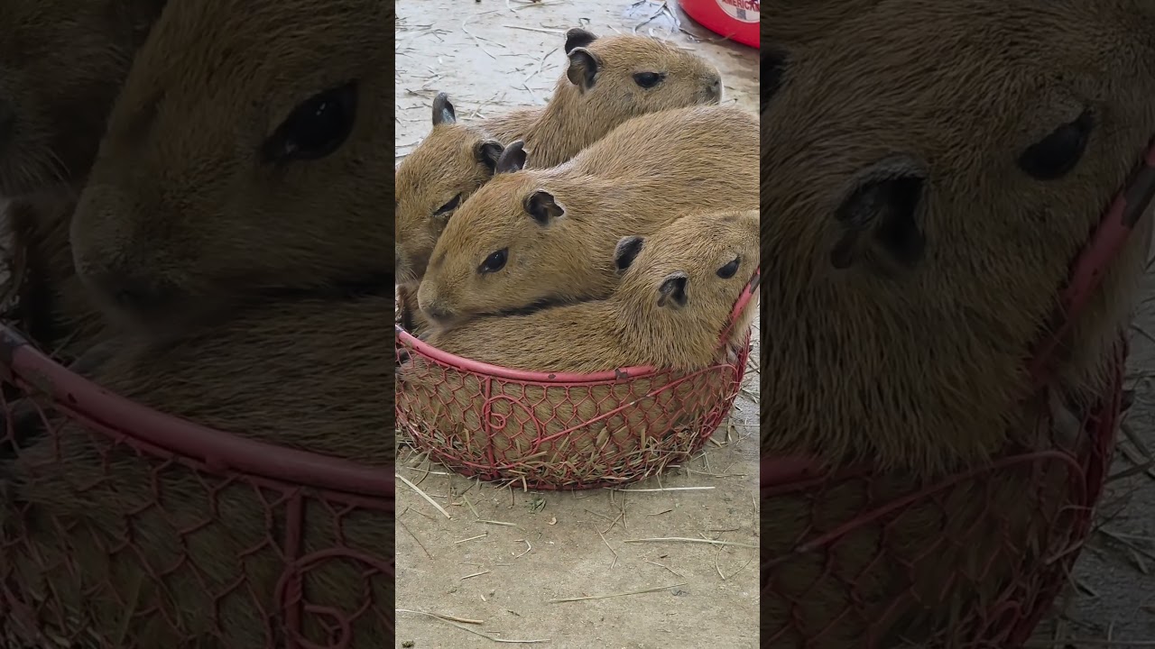 Естественная капибара