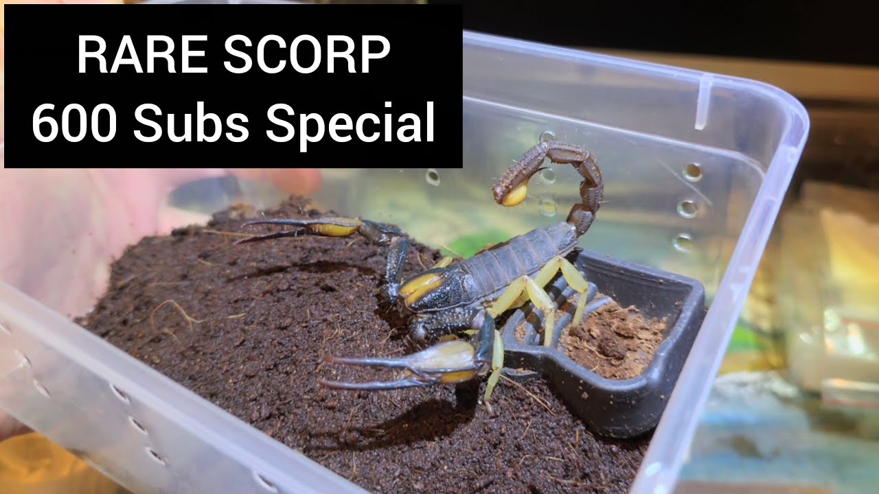 Opistophthalmus pallipes and rare scorpions, 600 subs special unboxing