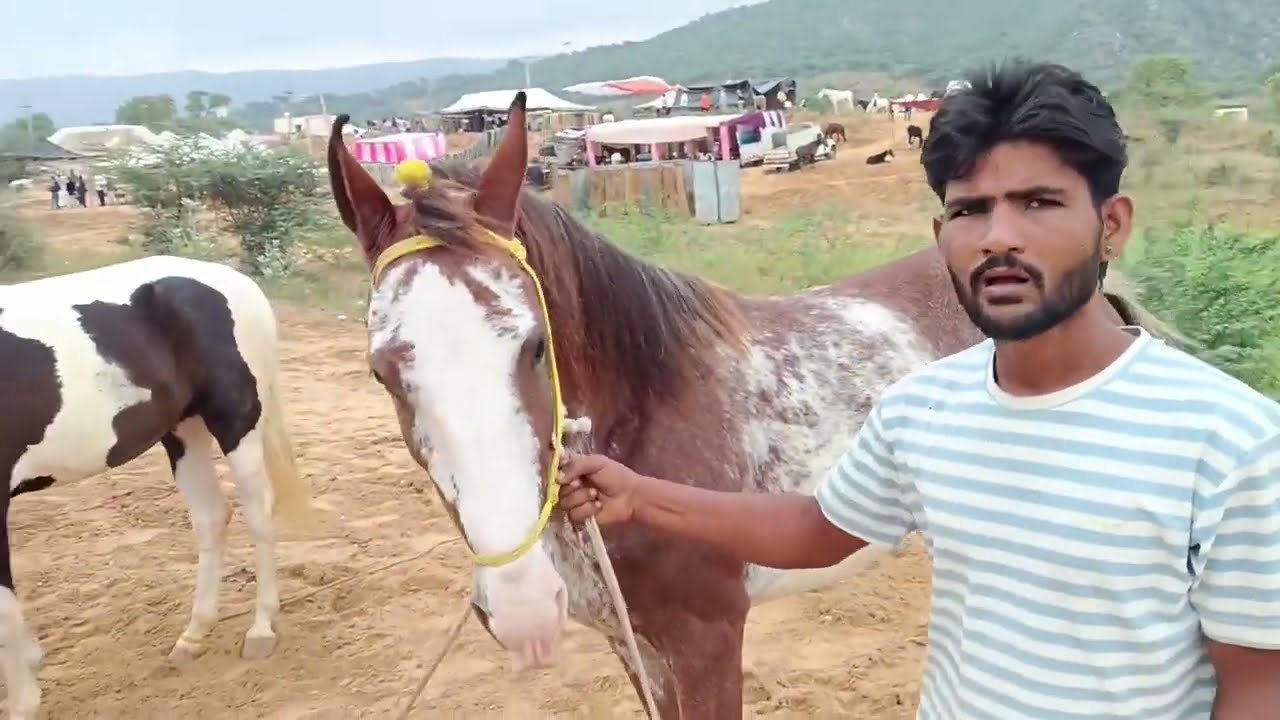 पुष्कर पशु मेला (2025)part1 (सात करोड़ का घोड़ा बादल)🐎🐴#pushkar#pushkarfair#viral#terndin#vlog#camel