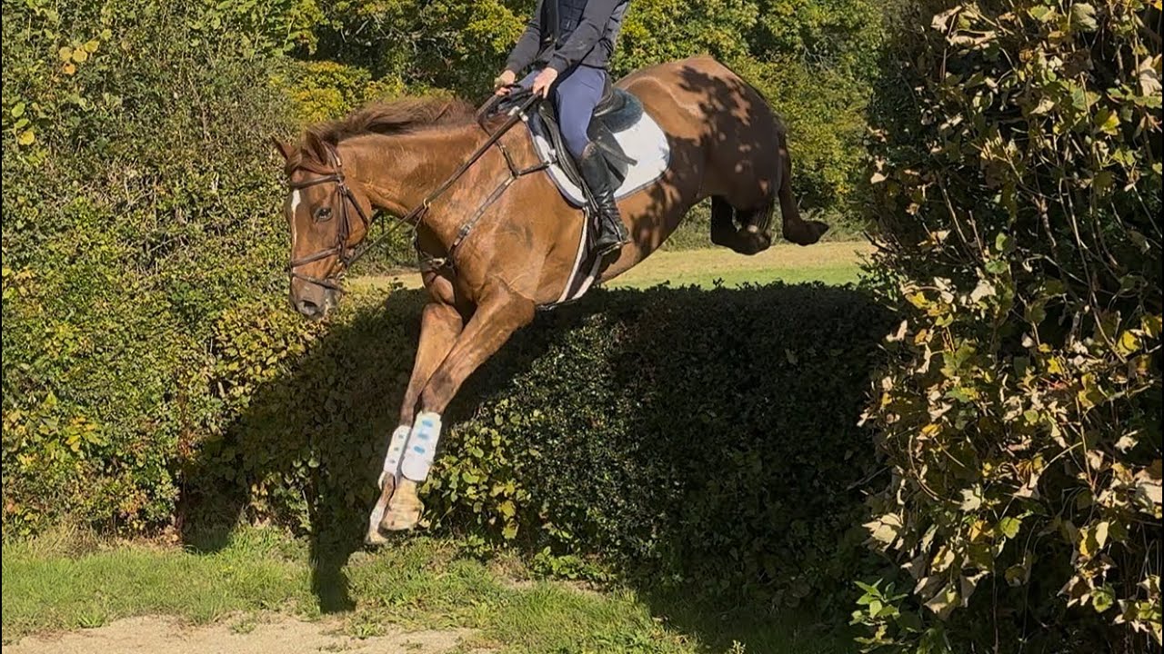 Sparky XC schooling