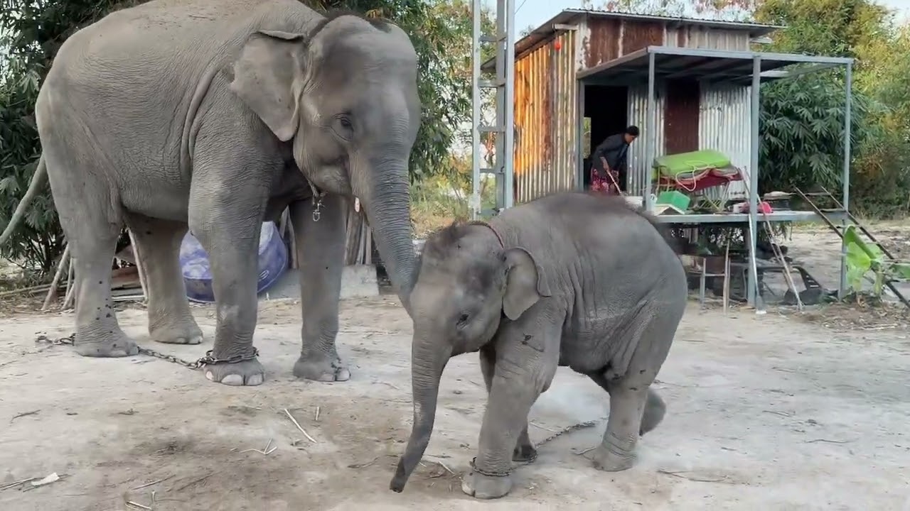ปล่อยได้แปปเดี๋ยวเอง🐘💨🤣