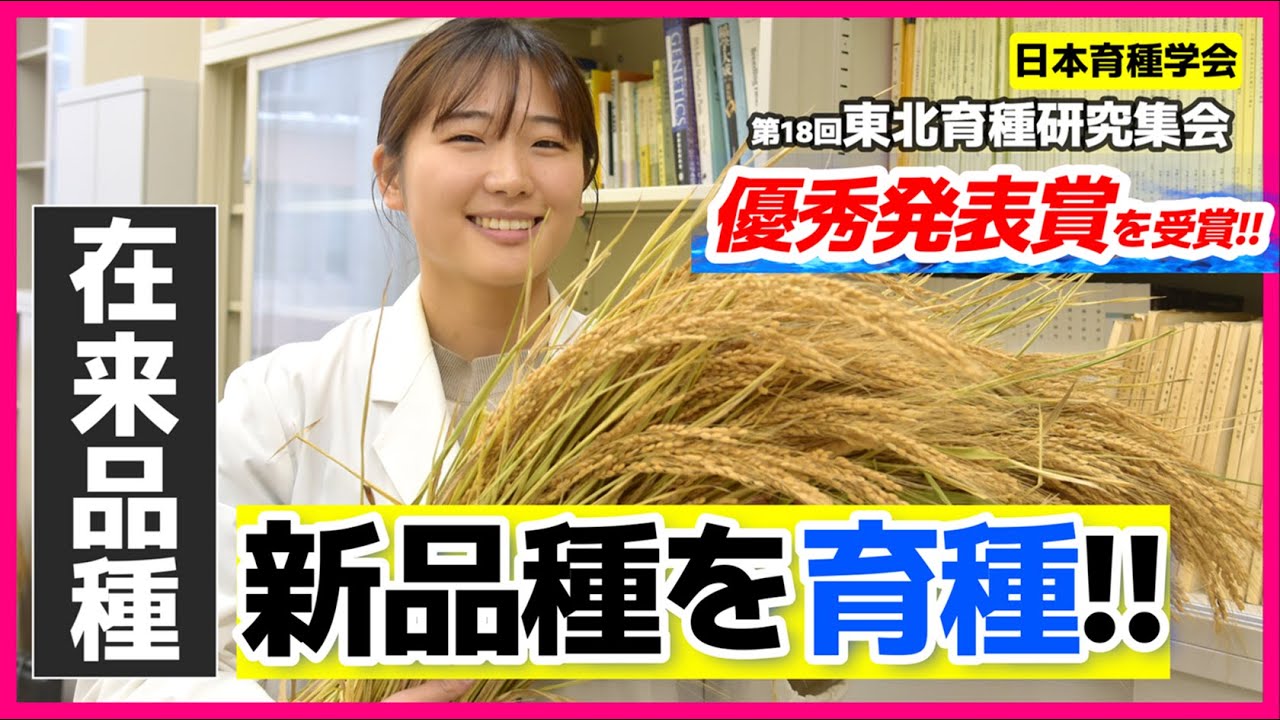 🌾在来品種『短穂』の玄米形質に関わる遺伝子を解明 | 秋田県立大学 生物生産科学科／植物遺伝･育種研究室 池田 陽 さん