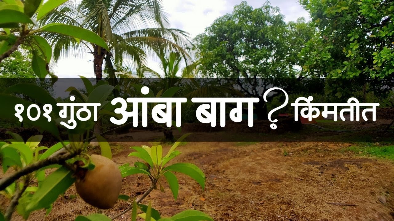 कोकणात १०१ गुंठा आंबा बाग अविश्वसनीय किमतीत !