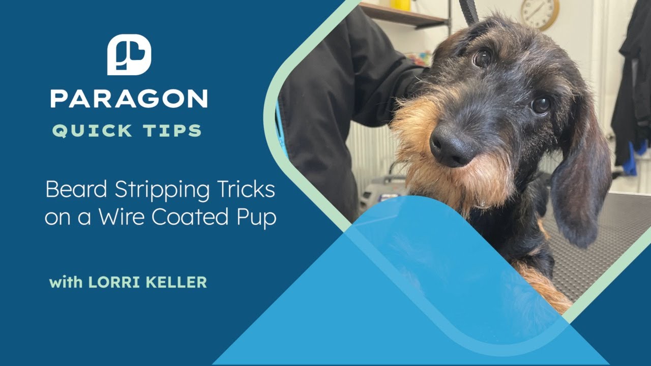 Quick Tips: Beard Stripping Tricks on a Wire Coated Pup with Lorri Keller