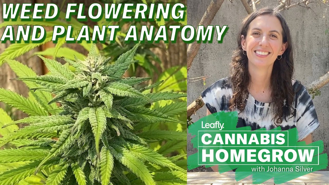 Flowering Marijuana Plants | Leafly Homegrow Series