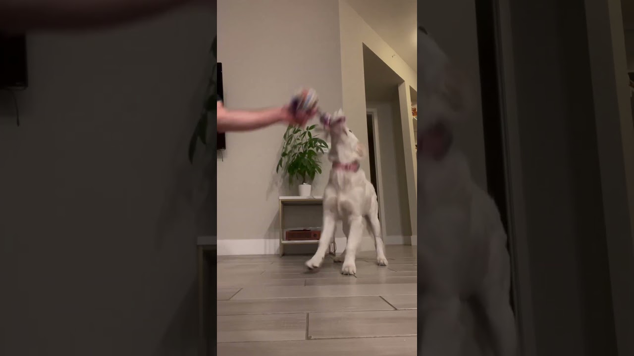 3 tips for playing Tug with your dog 🐶🪢