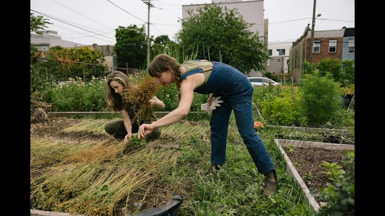 Harvesting Flax in Philadelphia - Visiting the Terra Luna Herbals Urban Farm.