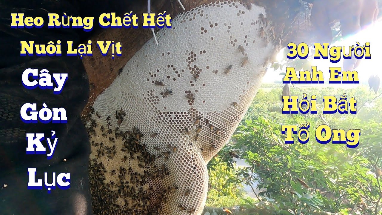 #904. 1 Năm Trở Lại Tổ Ong Đánh CON HEO Rừng Ngày Trước. Back to the Beehive Beating the Wild Boar