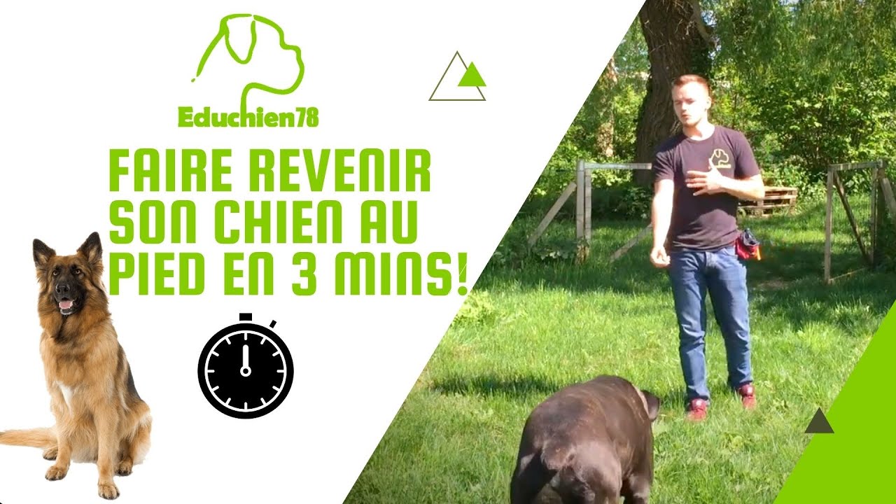 FAIRE REVENIR SON CHIEN AU PIED EN 3 MINUTES !!!