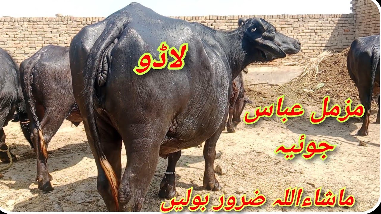 شوقین حضرات کیلئے ویڈیو دیکھیے شوق مزمل عباس جوںٔیہ6=4=2025=03002852057#viralmyvideo#fyp
