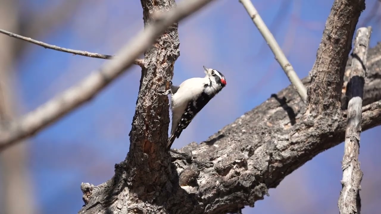 Downy woodpecker building a new home,  by my son Jeff