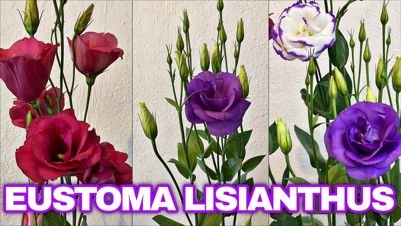 Trasplanta y cuida tus Lisianthus o Eustoma hermosas flores moradas