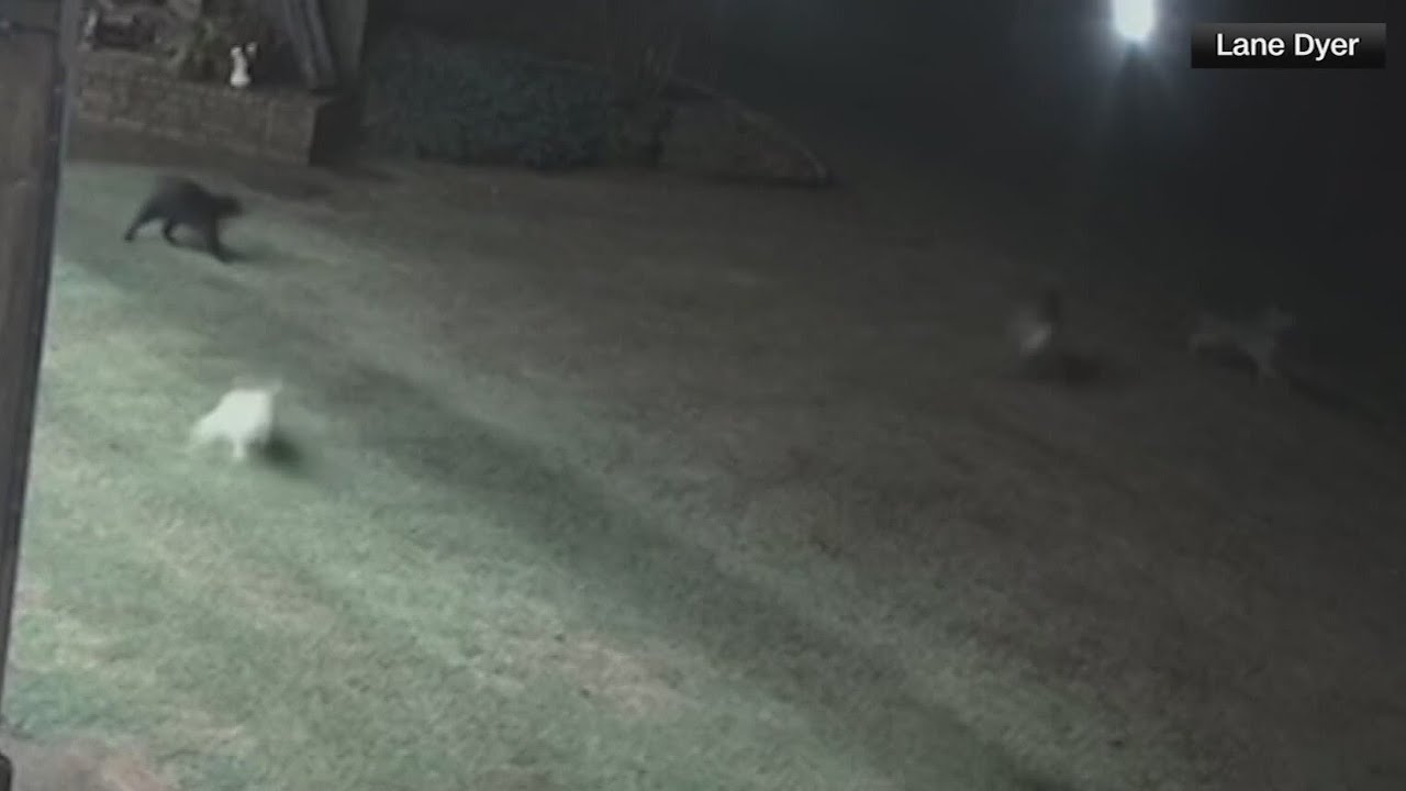Cat rescues dog from dangerous coyotes