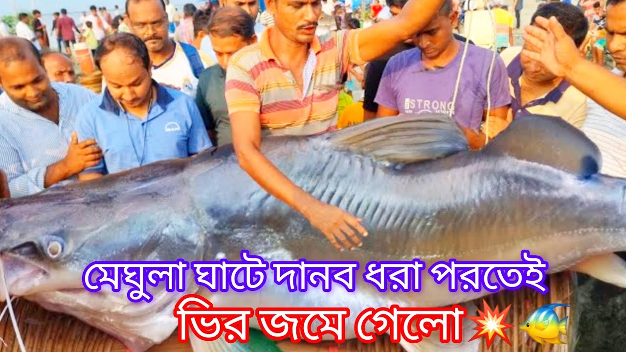 মেঘুলা বাজার ঘাটে একের পর এক পদ্মা নদীর আইর মাছ নিলামে | বিশাল আইর মাছের দরকষাকষি