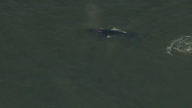 Walvis gespot in Hudson-rivier
