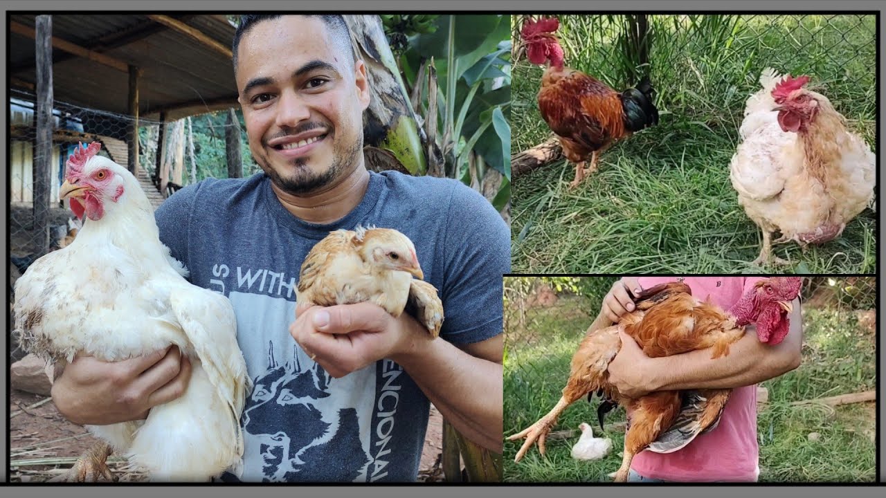 Resultado do cruzamento das galinhas de granja com o galo label rouge com 35dias