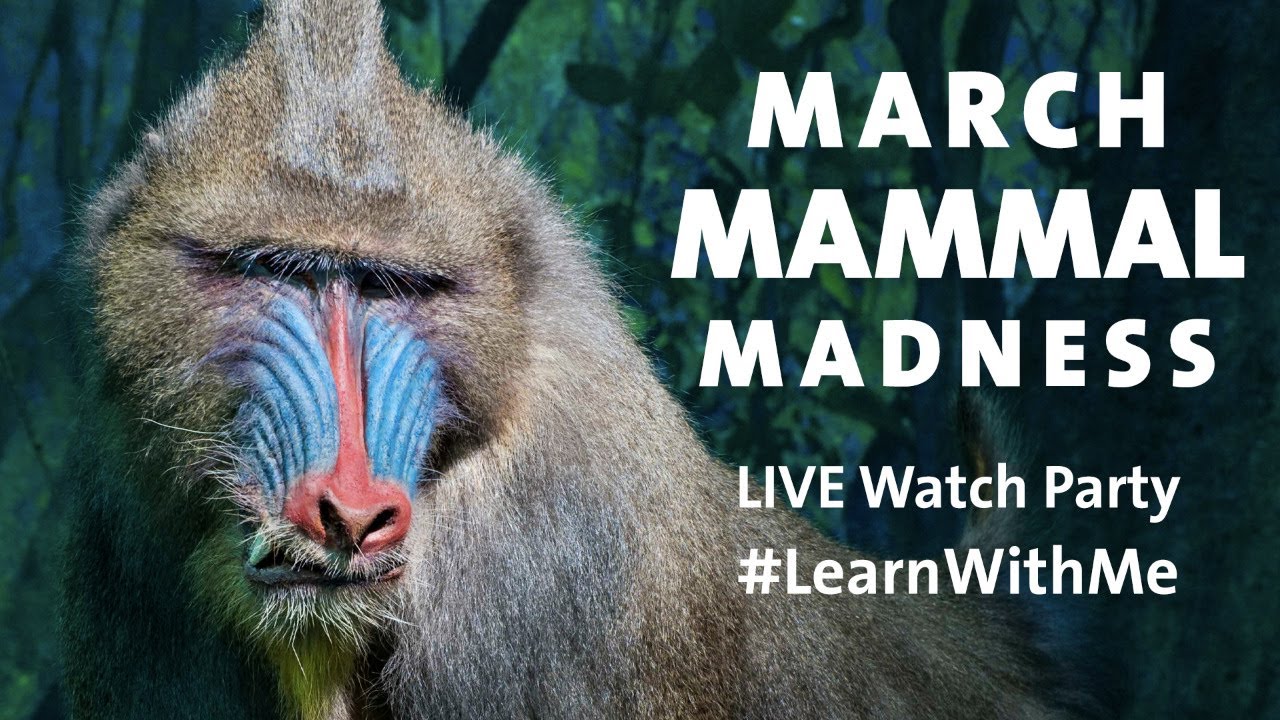 March Mammal Madness Museum Tour