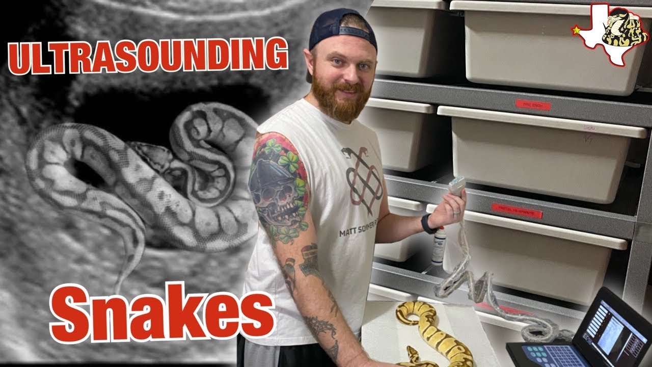 Are my Snakes Gravid?? Using the CONTEC Veterinary Ultrasound on Snakes