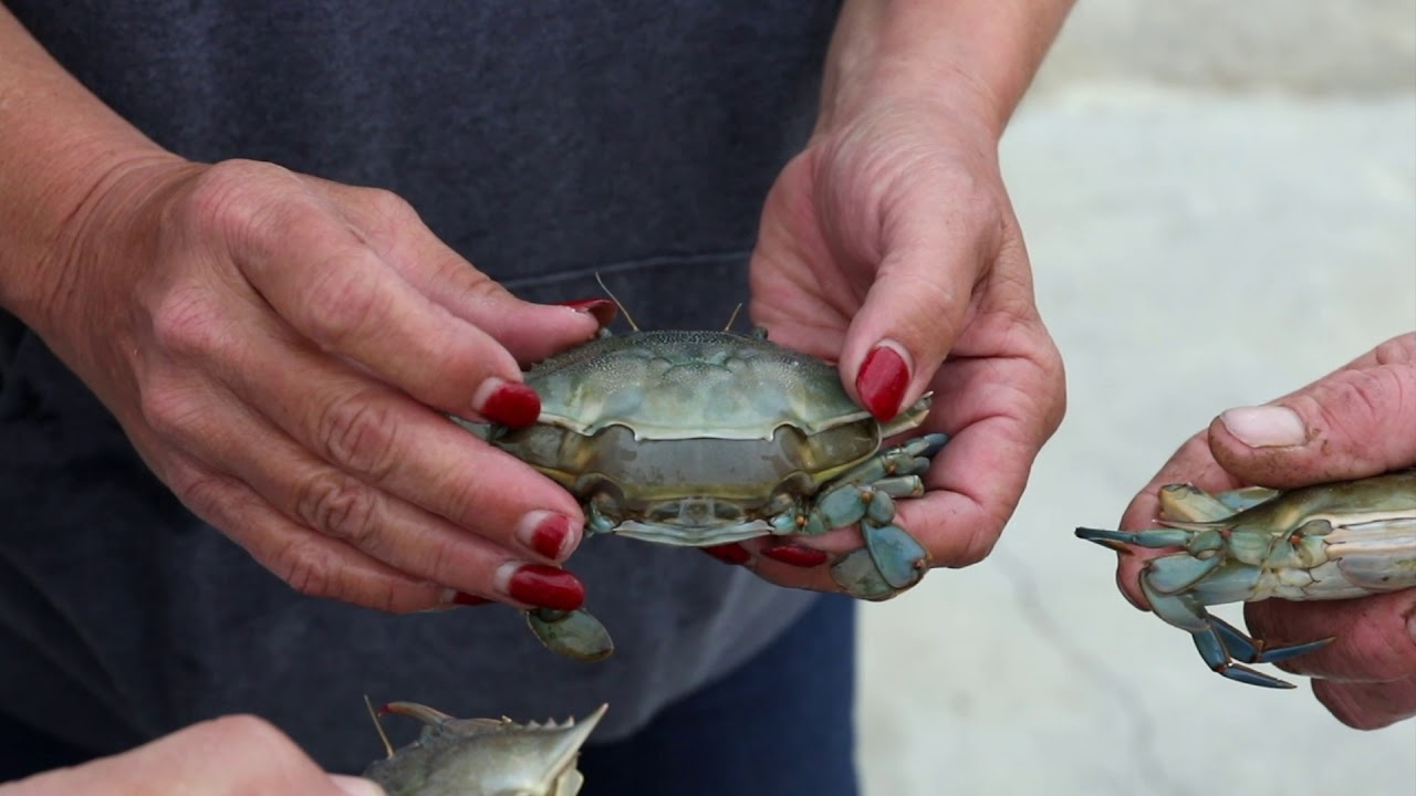Skull Creek Boathouse: Soft Shell Crab