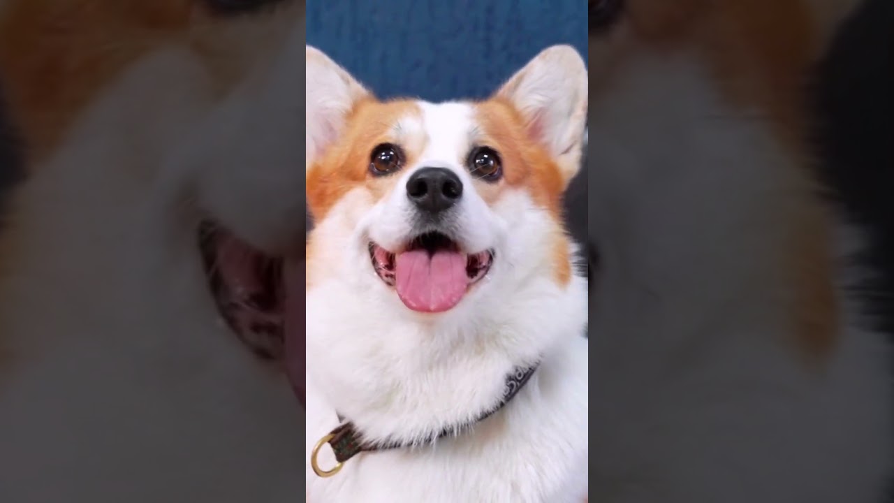 Affordable Pooches: Top 10 Cheapest Dog Breeds