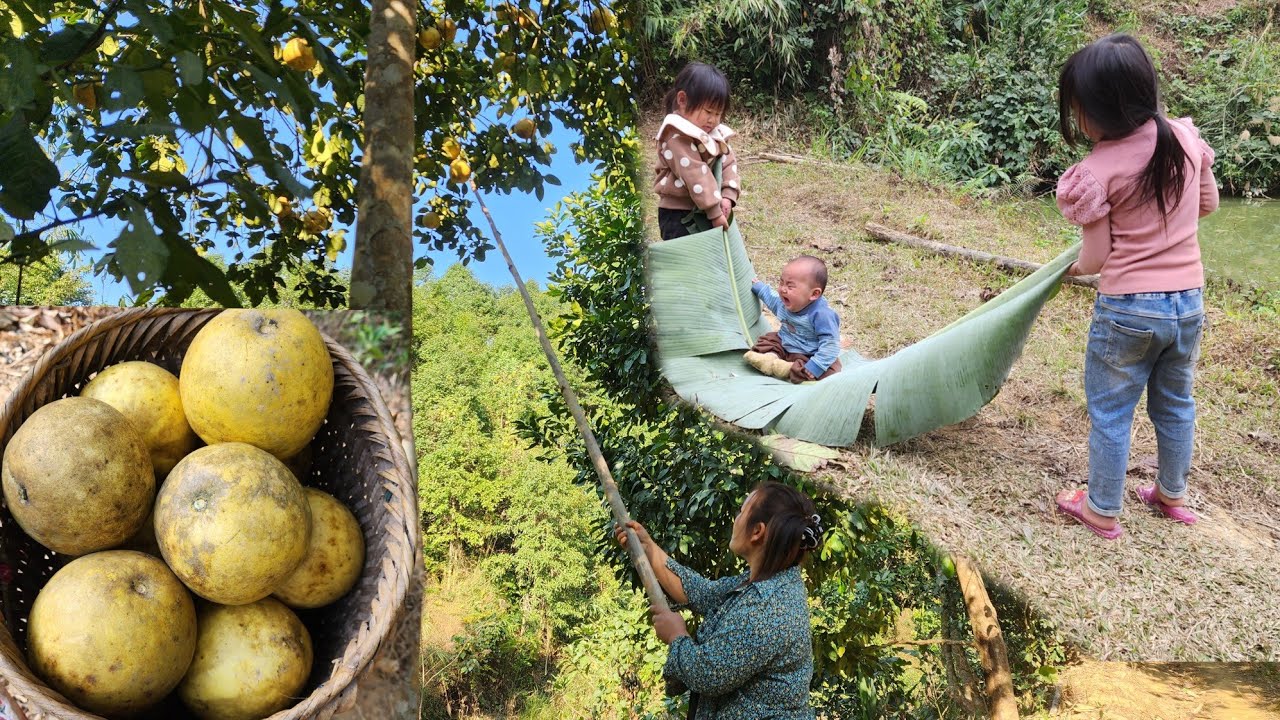single mother went to pick fruit to sell and left her child with her two older sisters