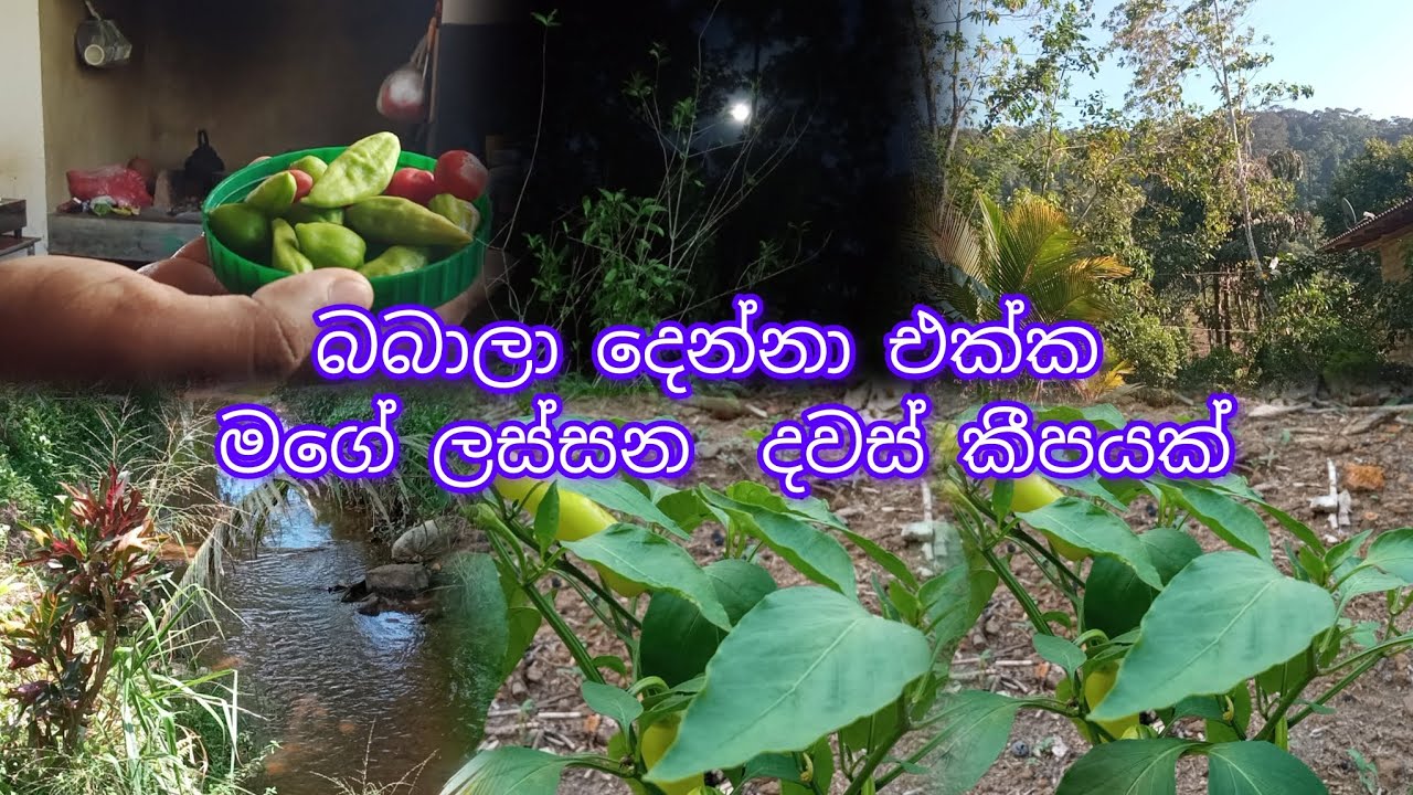 පෝය දවස බබාලා හස්බන්ඩ් එක්ක 