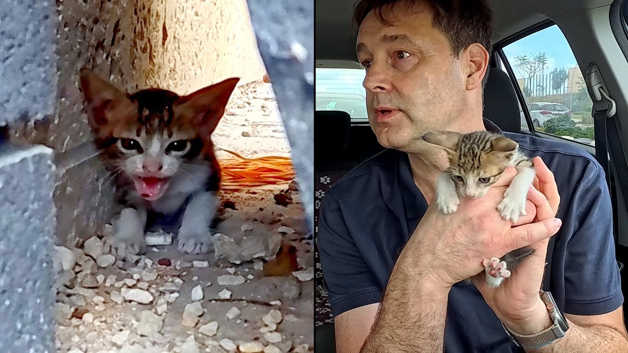 Я уже был здесь раньше. История котёнка по имени Майк