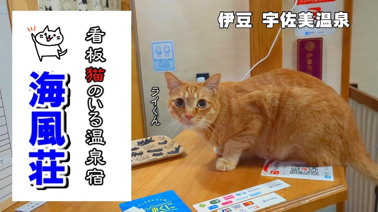 【猫のいる温泉宿】伊豆  海風荘／宇佐美 ４匹の猫が出迎えてくれる温泉民宿／伊豆シャボテン動物公園 カピバラ天国